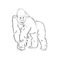 hand drawn vector illustration with a gorilla isolated on a white background Royalty Free Stock Photo