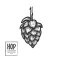 Hand drawn vector illustration - Hop. Perfect for malt, ale, lag