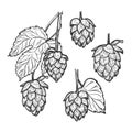 Hand drawn vector illustration - Hops plant. Perfect for malt, a