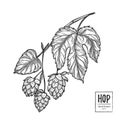 Hand drawn vector illustration - Hops plant. Perfect for malt, a