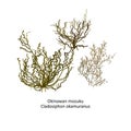 Hand drawn vector of japanese Okinawan mozuku or Cladosiphon okamuranos, genus brown algae. Isolated on white backgro