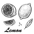 Hand drawn vector illustration of lemon. Detailed citrus drawing. Vector illustration with sketch fruit