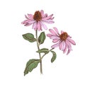 Hand-drawn Purple echinacea. Medicinal herb