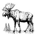 Hand-drawn vector illustration of a moose in engraving style, isolated on a white background. The sketch depicts a majestic wild Royalty Free Stock Photo