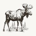 Hand-drawn vector illustration of a moose in engraving style, isolated on a white background. The sketch depicts a majestic wild Royalty Free Stock Photo