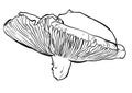 Hand drawn vector illustration of a mushrooms russula.