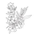 Hand-drawn Vector Illustration Of An Oleander Flower On A White Background