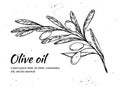 Hand drawn vector illustration - Olive branch. Olive oil. Vintage Royalty Free Stock Photo