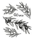 Hand drawn vector illustration of olive branches. Royalty Free Stock Photo