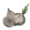 Hand drawn vector illustration of onion sketch style. Doodle vegetable elements