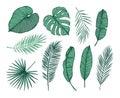 Hand drawn vector illustration - Palm leaves monstera, areca pa Royalty Free Stock Photo