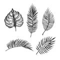 Hand drawn vector illustration - Palm leaves. Tropical design elements