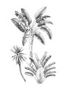 Hand drawn vector illustration of palm trees. Royalty Free Stock Photo