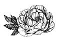 Hand drawn vector illustration - Peony flower. Floral Tattoo sketch. Perfect for tattooing, invitations, greeting