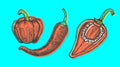 Hand drawn vector illustration of peppers set sketch style. Doodle vegetable