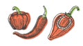 Hand drawn vector illustration of peppers set sketch style. Doodle vegetable