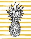 Hand drawn vector illustration - Pineapple with striped background. Exotic tropical fruit. Sketch. Outline. Perfect for