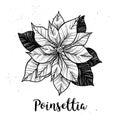 Hand drawn vector illustration - Poinsettia. Christmas Flower. S Royalty Free Stock Photo