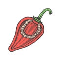 Hand drawn vector illustration of red cut pepper sketch style. Doodle vegetable