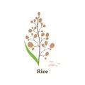 Hand drawn vector illustration of rice plant, grain. sketch. Vector eps 10 Royalty Free Stock Photo