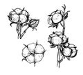 Hand drawn vector illustration - Set of cotton. Branch of cotton Royalty Free Stock Photo