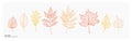 Hand drawn vector illustration. Set of fall leaves, maple leaf, acorn leaf. Forest design elements. Botanical linear drawings.