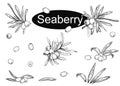 Hand drawn vector illustration set of seaberry branches, leaf, berry. Black and white sketch of hippophae. Painting