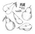 Hand drawn vector illustration - Set of slices pear, pears and l Royalty Free Stock Photo