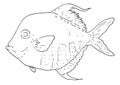 Hand-drawn vector illustration in the sketch style of the Atlantic moonfish Selene Setapinnis. Ocean Sport Fishing. Fresh Seafood