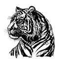 A hand-drawn vector illustration sketch of a tiger, a large predatory cat