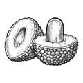 Hand drawn vector image of sliced lychee fruit .