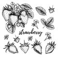 Hand drawn vector illustration - Strawberry set