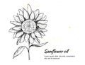 Hand drawn vector illustration - Sunflowers background. Vintage