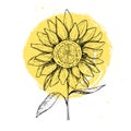 Hand drawn vector illustration - Sunflowers. Vintage