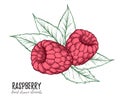 Hand drawn vector illustration. Sweet raspberry. Isolated on whi