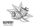 Hand drawn vector illustration. Sweet raspberry.