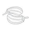 Hand-drawn vector illustration of two eggplants. Royalty Free Stock Photo