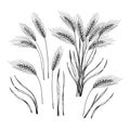 Hand drawn vector illustration - Wheat. Engraving rustic design elements branches and stalks of cereals. Perfect for