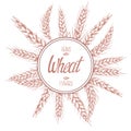 Hand drawn vector illustration of wheat stems with lettering