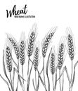 Hand drawn vector illustration - Wheat. Tribal design elements.