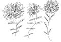 Hand Drawn Vector Illustrations Of Abstract Set of Flowers Isolated on White. Hand Drawn Sketch of a Flowers Royalty Free Stock Photo