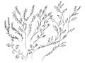 Hand Drawn Vector Illustrations Of Abstract Set of Flowers Isolated on White. Hand Drawn Sketch of a Flowers Royalty Free Stock Photo