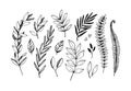 Hand drawn vector illustrations. Botanical branches of eucalyptus and fern. Floral design elements. Tattoo sketches. Perfect for