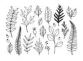 Hand drawn vector illustrations. Botanical branches of eucalyptus and fern. Floral design elements. Tattoo sketches. Perfect for