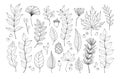 Hand drawn vector illustrations. Botanical forest branches and fall leaves, pine cone, acorn. Floral design elements. Linear