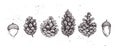 Hand drawn vector illustrations. Collection of pine cones and ac Royalty Free Stock Photo