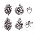 Hand drawn vector illustrations. Collection of pine cones and ac