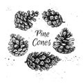 Hand drawn vector illustrations. Collection of pine cones.