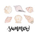 Hand drawn vector illustrations - collection of seashells. Marine set Royalty Free Stock Photo