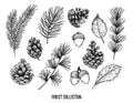 Hand drawn vector illustrations - Forest Autumn collection. Spruce branches, acorns, pine cones, fall leaves. Design elements for Royalty Free Stock Photo